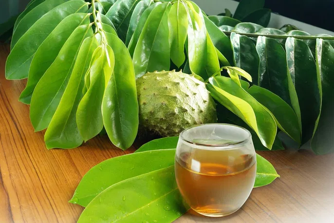 15 health benefits of soursop leaves